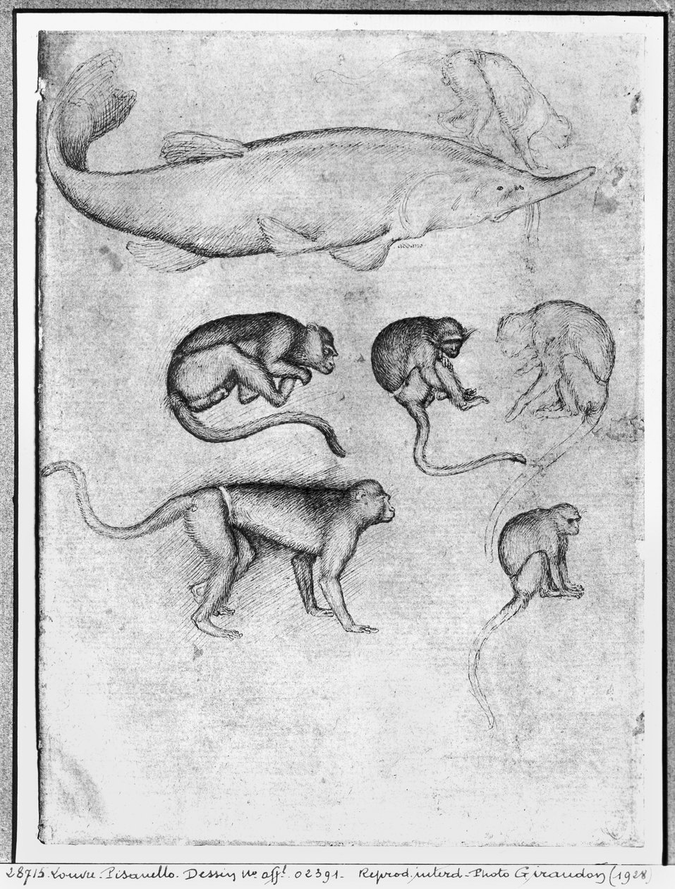 Six Monkeys and a Sturgeon, från The Vallardi Album av Antonio Pisanello