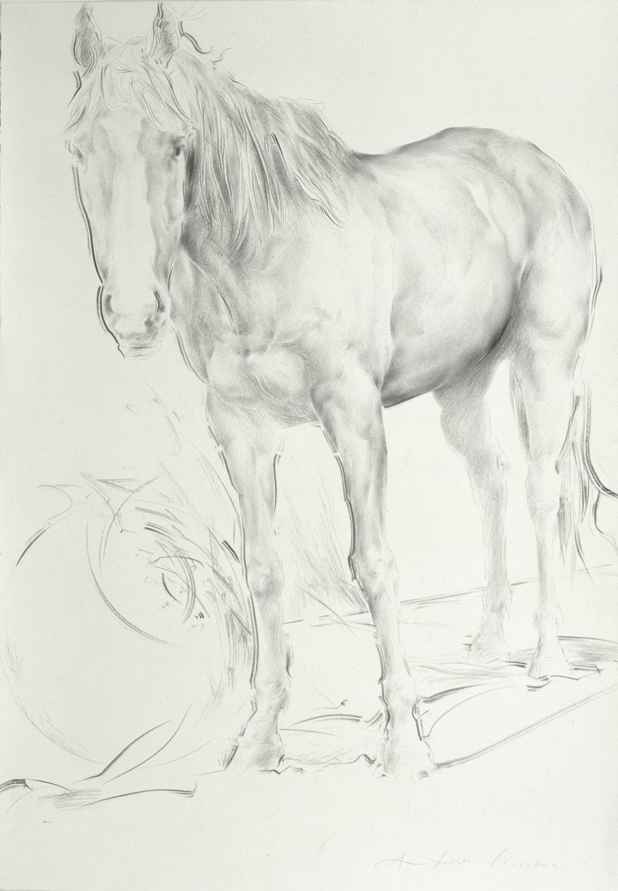 Horse at Coolmore, 1990 (kol på papper) av Antonio Ciccone