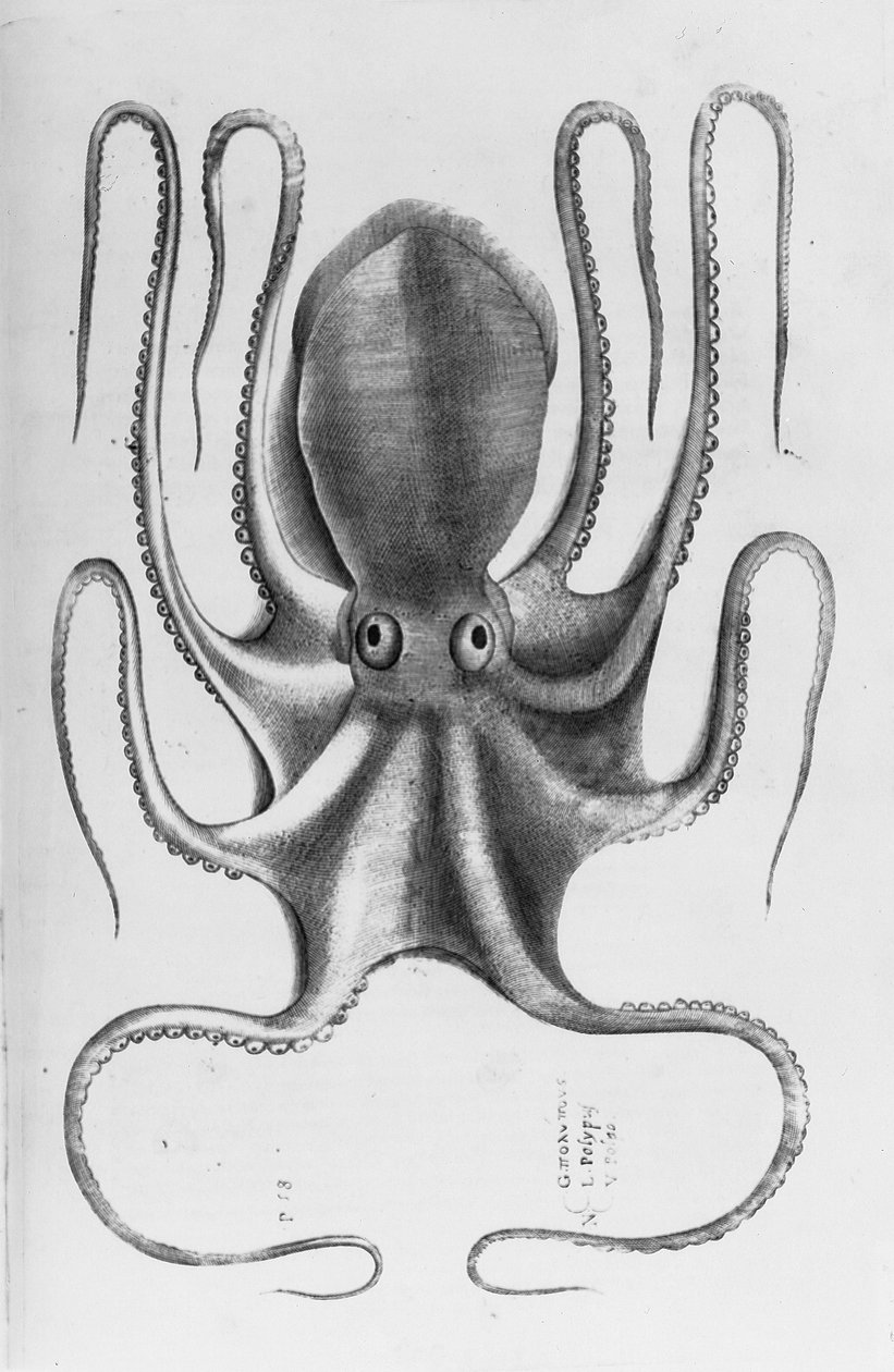 Illustration från "Aquatilium animantium historia, liber primus" av Ippolito Salviani, 1554 av Antonio Lafreri