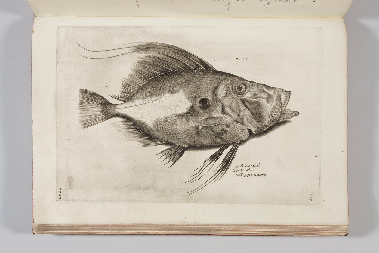 Illustration från "Aquatilium animantium historia, liber primus" av Ippolito Salviani, 1554 av Antonio Lafreri