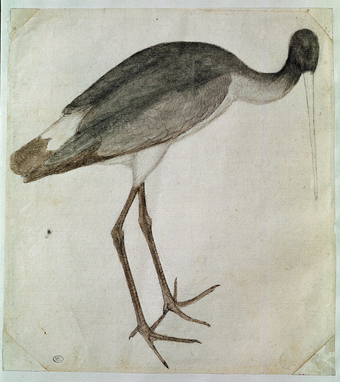 En svart stork står, vänd åt höger. Teckning av Antonio di Puccio Pisano dit Pisanello (före 1395-1455). Brunt bläck, brunt tvätt, grått, svart sten, fjäder. Mått: 20,8x18,7cm. Louvren, Cabinet des dessins av Antonio Pisanello