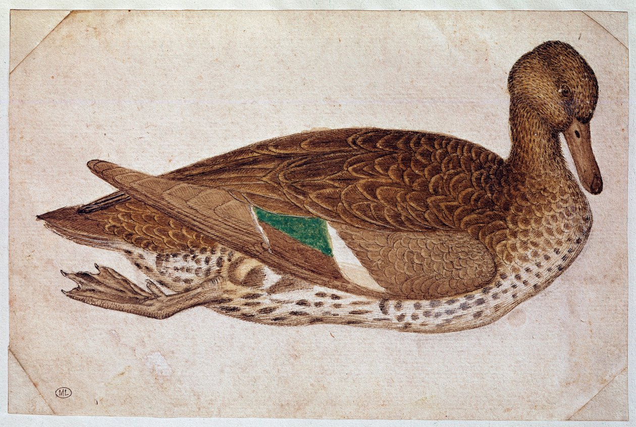 Vinterkricka hona, simmande, i profil till höger. Teckning av Pisano Antonio di Puccio dit il Pisanello (1380-1455), ca. 1430-40. akvarell, brunt tusch, svart sten, fjäder (teckning), vita lägenheter. Mått: 14x21,2cm. Louvren, Cabinet des dessins av Antonio Pisanello