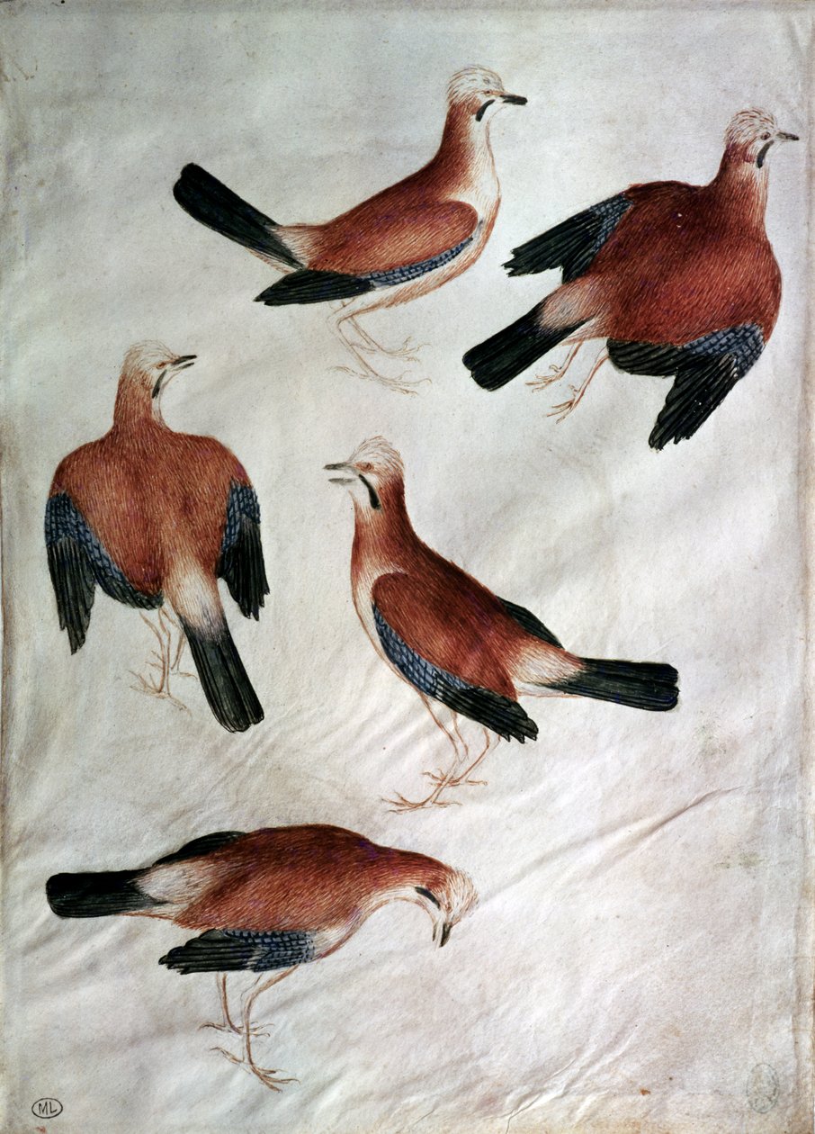 Five Jays, från Vallardi Album (wc på papper) av Antonio Pisanello