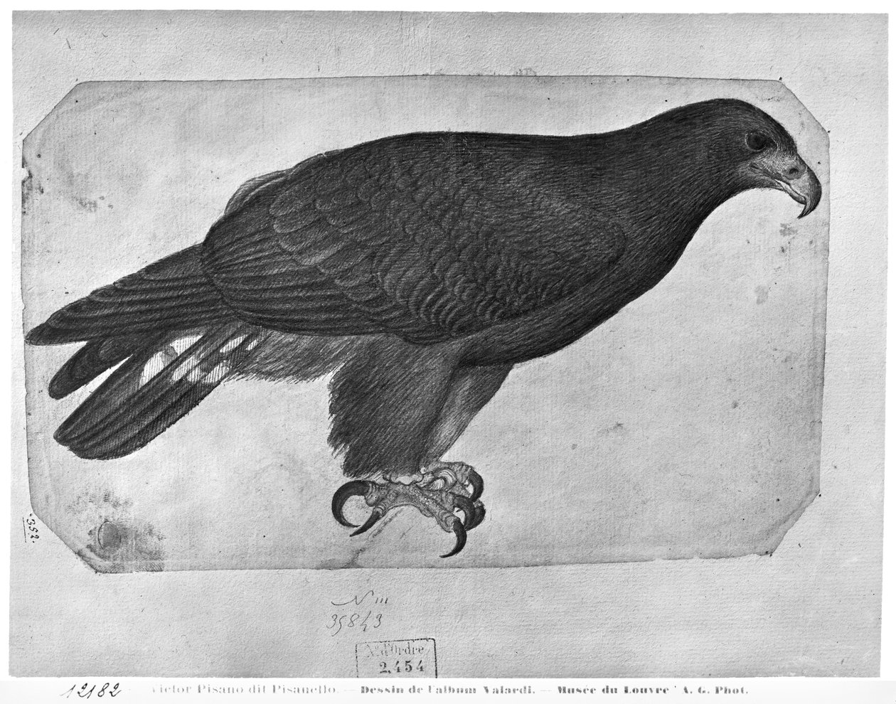 Hawk, från The Vallardi Album (penna och wc på papper) av Antonio Pisanello