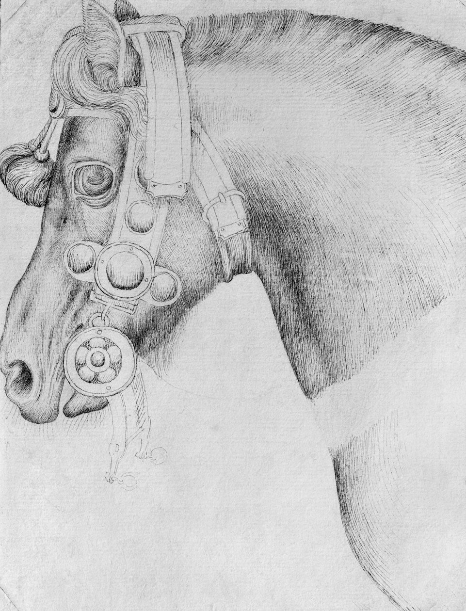 Head of a horse, från The Vallardi Album av Antonio Pisanello