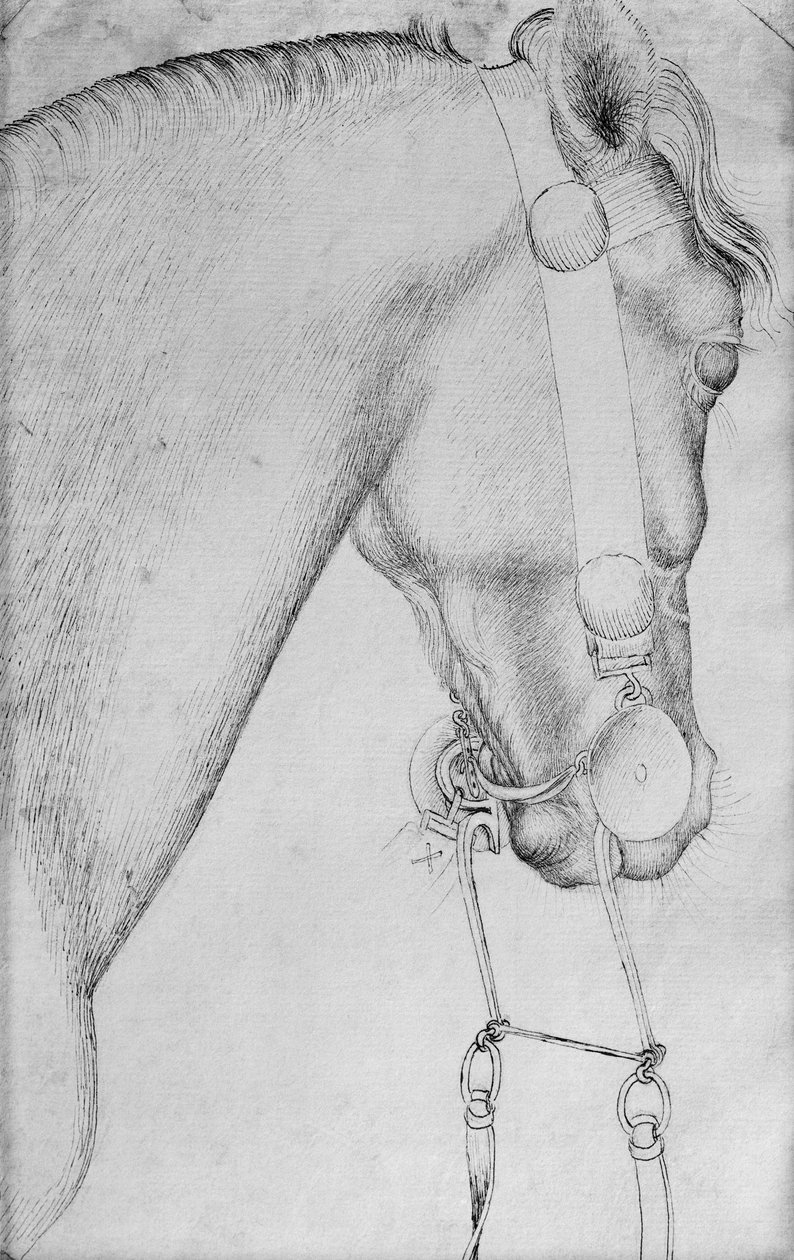 Head of a horse, från The Vallardi Album av Antonio Pisanello