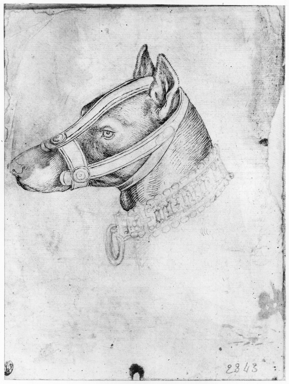 Huvud av en hund med munkorg, från The Vallardi Album av Antonio Pisanello