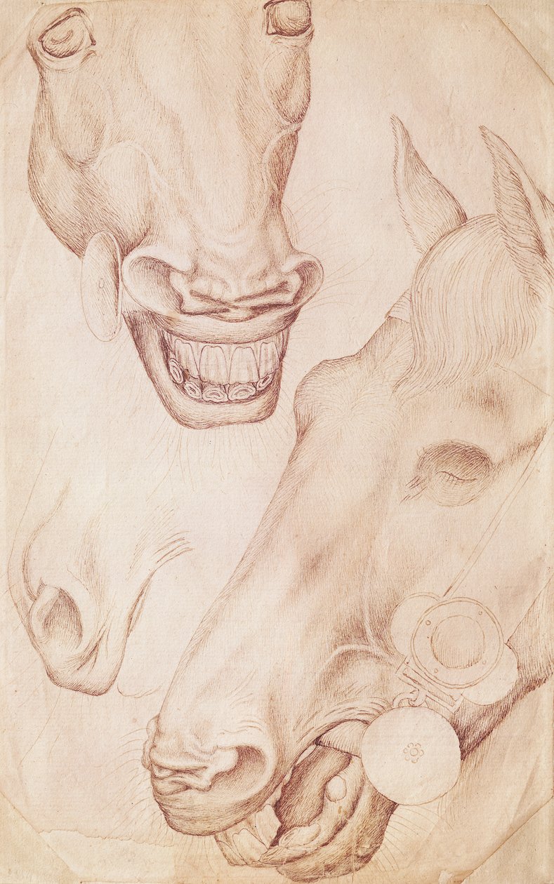 Heads of Horses, från Vallardi Album av Antonio Pisanello