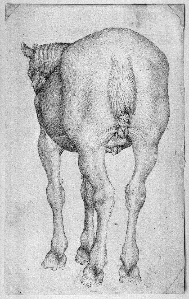 Häst, från The Vallardi Album av Antonio Pisanello