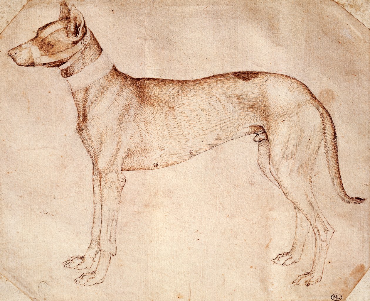 Studie av jakthund av Antonio Pisano känd som Pisanello (före 1395 - ca 1455), teckning med penna och brunt bläck av Antonio Pisanello