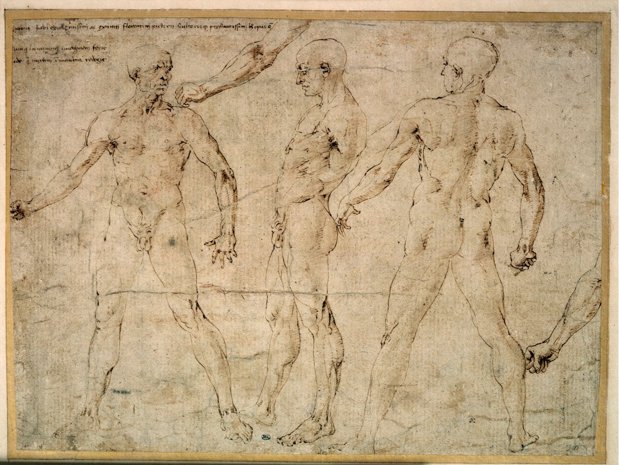Tre nakna män. Teckning av Antonio Pollaiuolo (Pollaiolo) (1432-1498) av Antonio Pollaiuolo
