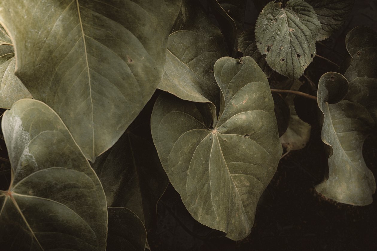 Anthurium Andraeanum, XVI e, Petrópolis, Rio de Janeiro, Brasilien, 2025 (fotografi) av Antonio Schubert