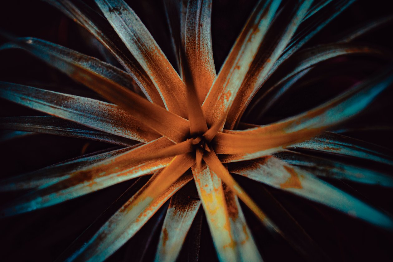 Bromelioideae, 2015 (digitalt foto) av Antonio Schubert