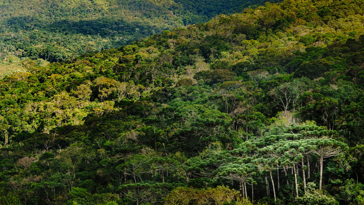 Mantiqueira LVIII, Brasilien, 2023 (foto) av Antonio Schubert