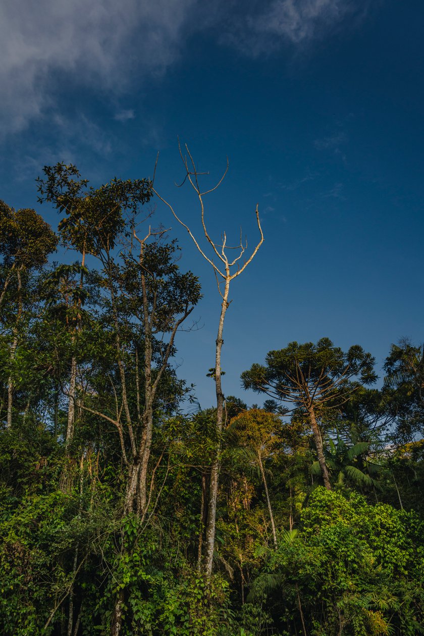 Mantiqueira XLVI, 2021 (foto) av Antonio Schubert