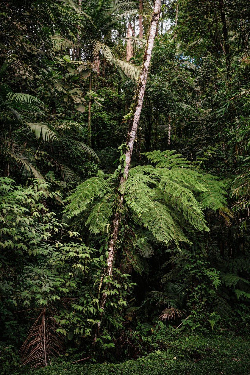 Mantiqueira XXXIV, 2015 (digitalt fotografi) av Antonio Schubert