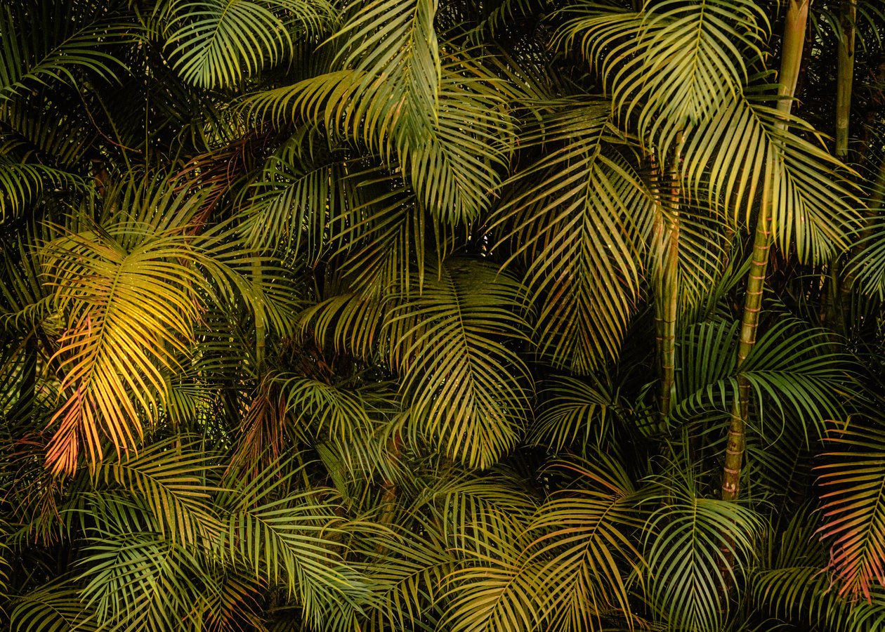 Palm Tree IV, 2024 (foto) av Antonio Schubert