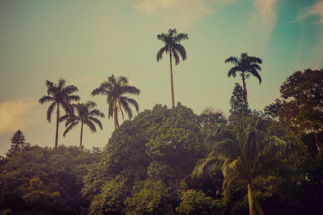 Palm Trees II, 2022 av Antonio Schubert