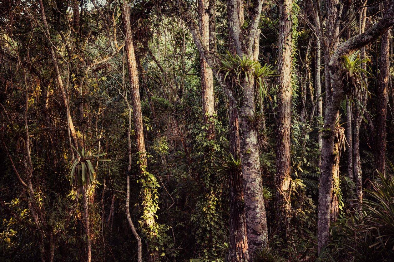 Rain Forest IV, 2021 (foto) av Antonio Schubert