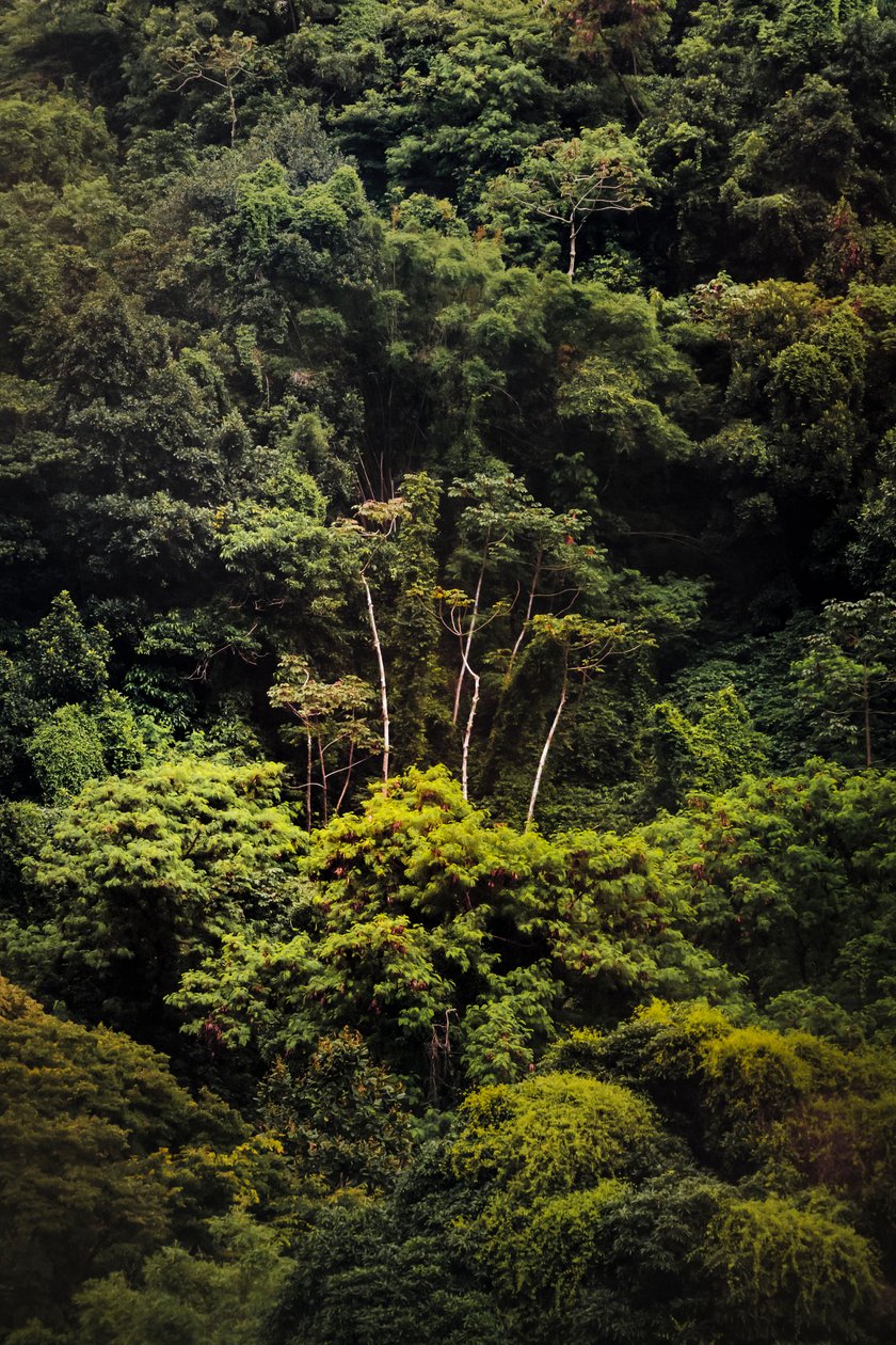 Regnskog IX, 2018 (digitalt foto) av Antonio Schubert