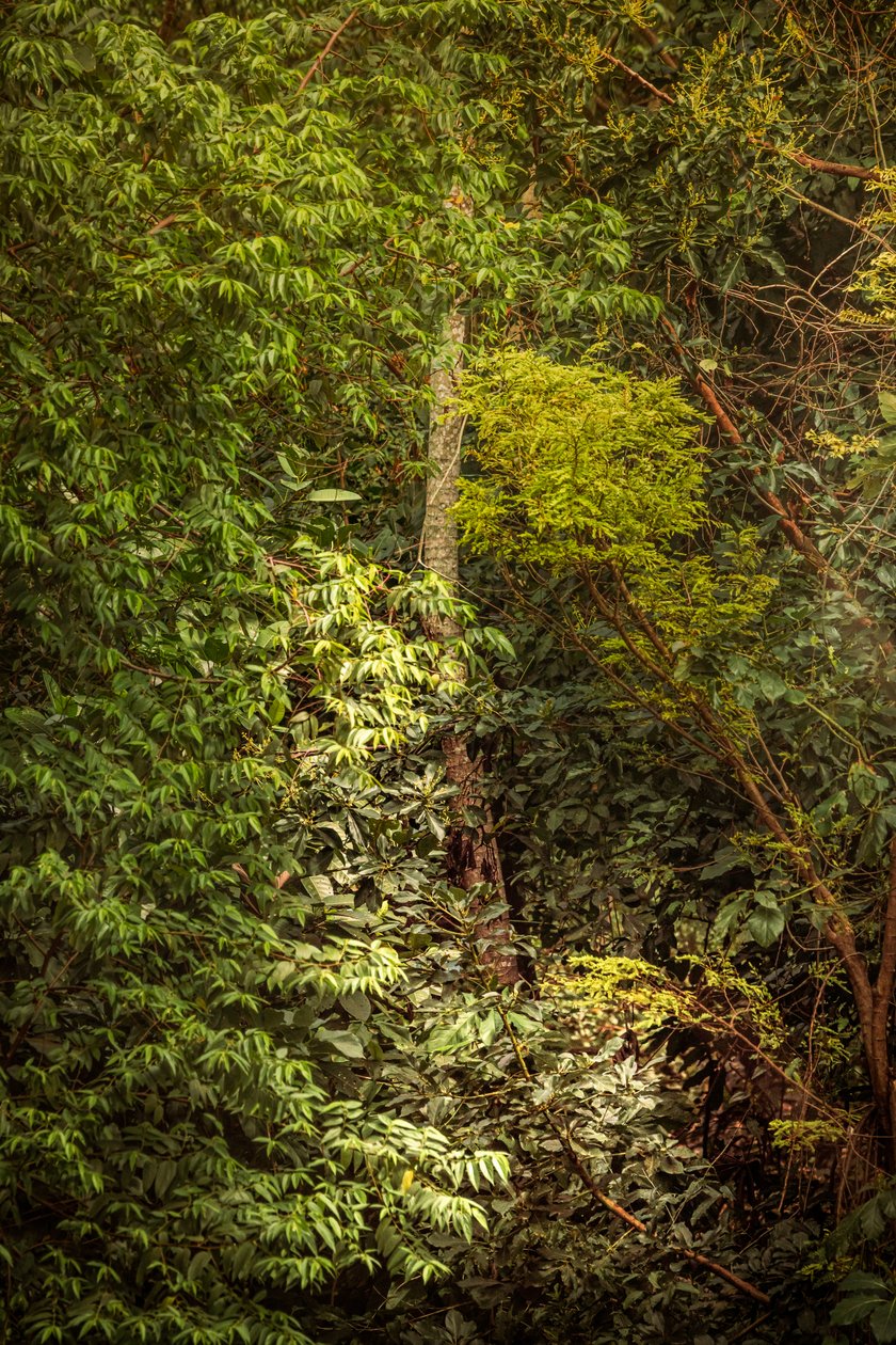 Regnskog VIII, 2020 (digitalt foto) av Antonio Schubert
