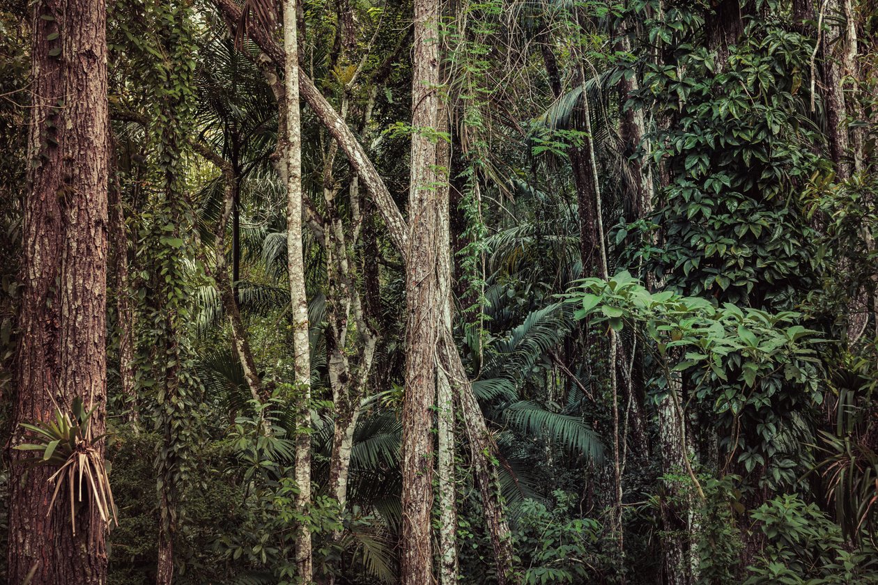 Rain Forest V, 2021 (digitalt fotografi) av Antonio Schubert