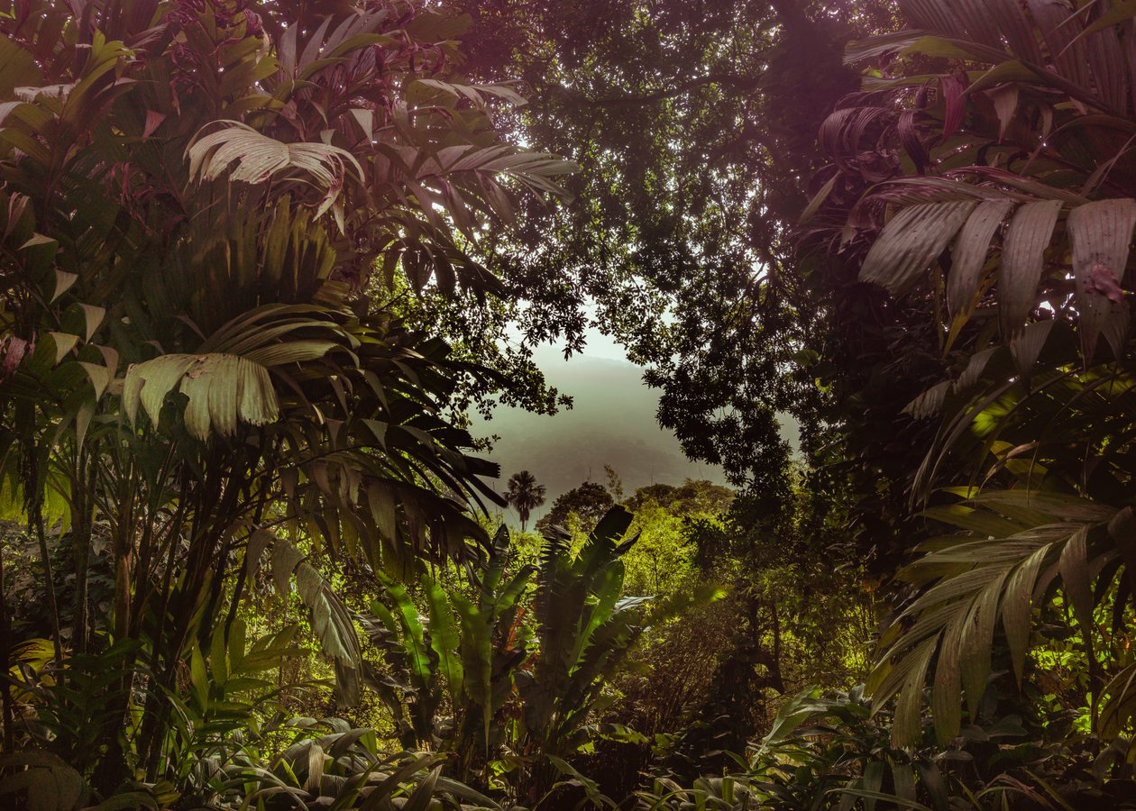 Tijuca Forest XXXVII, 2024 (digital fotografering) av Antonio Schubert