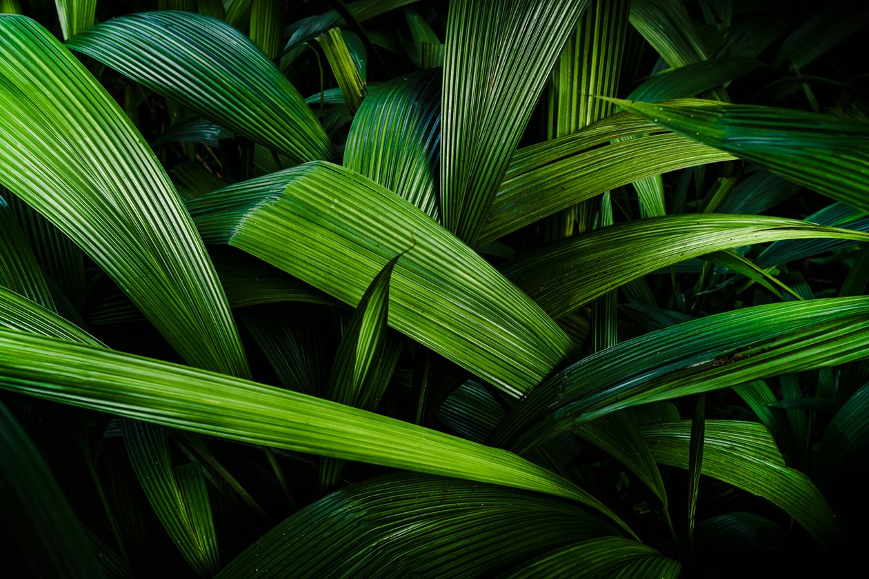 Tropical Gardens II, Rio de Janeiro, Brasilien, 2024 (fotografi) av Antonio Schubert