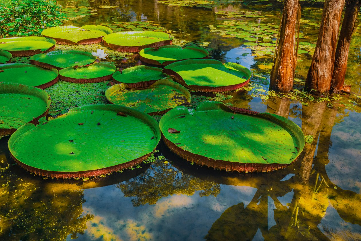 Victoria Amazonica, 2024 (digital fotografering) av Antonio Schubert