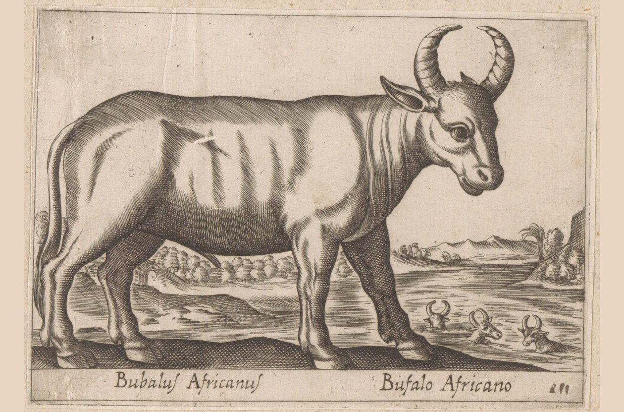 afrikansk buffel Bubalus Africanus/ Bufalo Africano (titel på objektet) Djur och mytiska varelser (serietitel) Nova raccolta de li animali piu curiosi del mondo (serietitel) av Antonio Tempesta