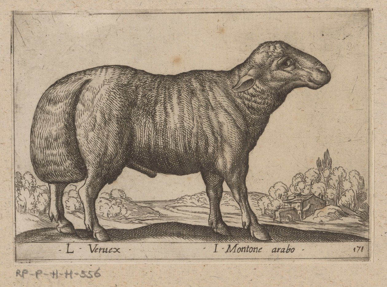 Arabiska schaap L Veruex/ I Montone arabo (titel på objekt) Dieren en fablewezens (serietitel) Ny samling av världens mest nyfikna djur (serietitel) av Antonio Tempesta