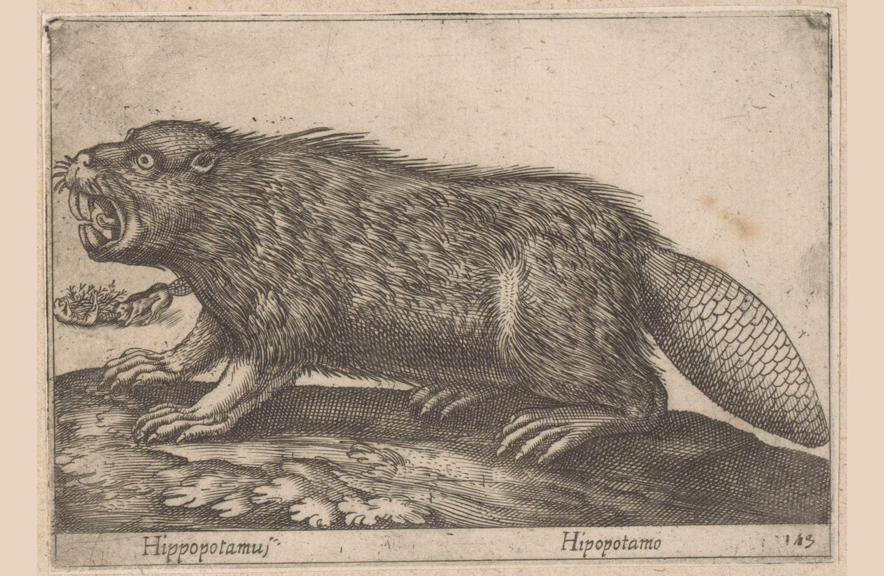 Dryck Flodhäst (titel på objekt) Dieren en fablewezens (serietitel) Nova raccolta de li animali piu curiosi del mondo (serietitel) av Antonio Tempesta