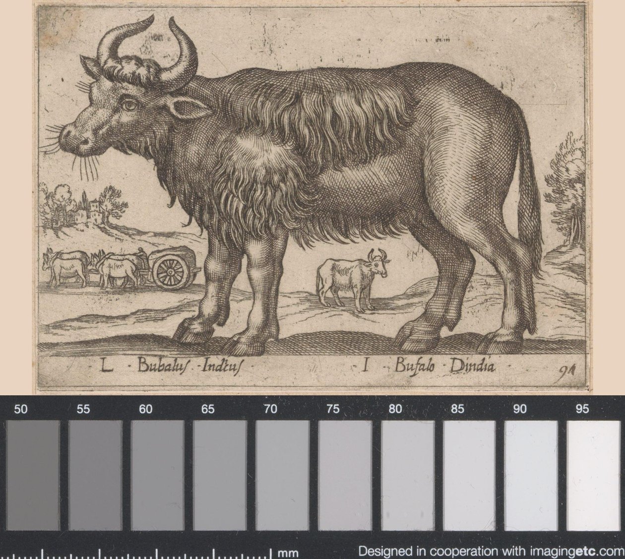 Buffel L Bubalus Indicus/ I Bufola Dindia (titel på objekt) Dieren en fablewezens (serietitel) Ny samling av världens mest nyfikna djur (serietitel) av Antonio Tempesta