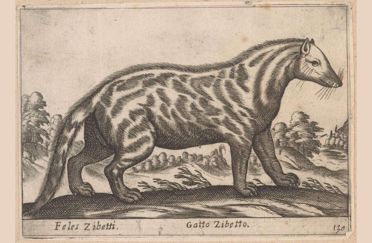 Civetkat Feles Zibetti / Cat Civet (titel på objekt) Dieren en fabelwezens (serietitel) Nova samling av de mest nyfikna djuren i världen (serietitel) av Antonio Tempesta