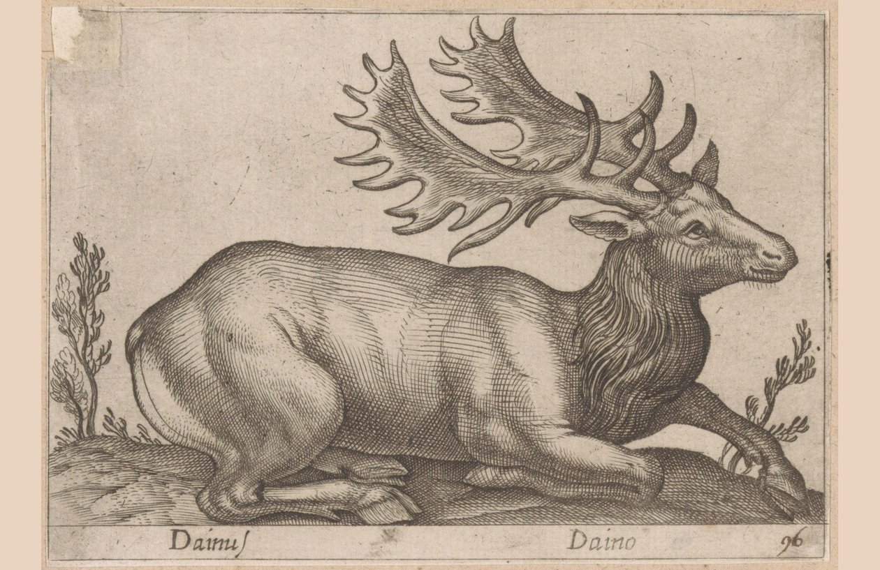 Damhert Dainus / Daino (titel på objekt) Dieren en fabelwezens (serietitel) Nova samling av de mest nyfikna djuren i världen (serietitel) av Antonio Tempesta