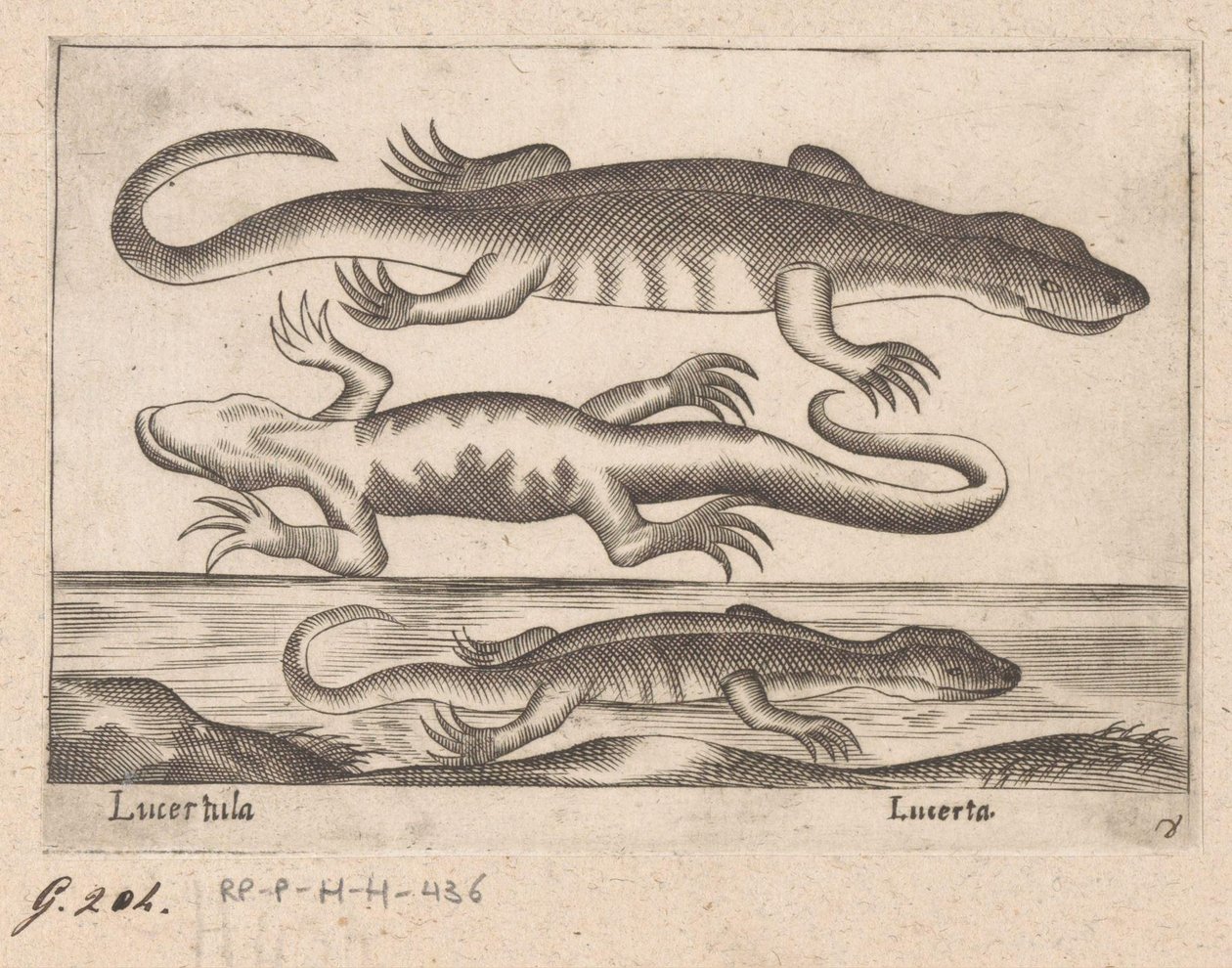 Tre drakar Lizard/ Lizard (titel på objekt) Dieren en fablewezens (serietitel) Ny samling av världens mest nyfikna djur (serietitel) av Antonio Tempesta