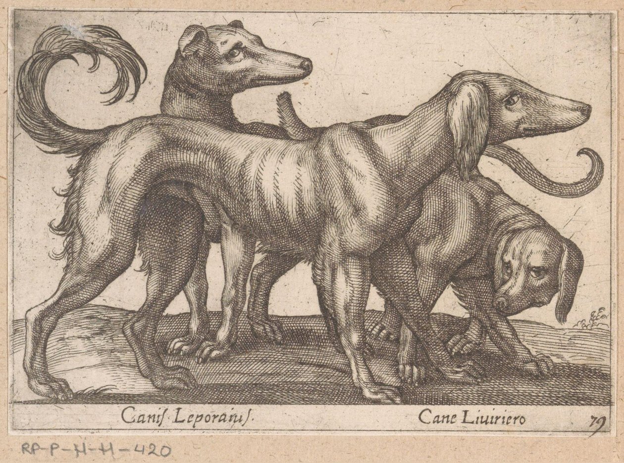 Tre hundar Canis Leporius / Cane Liviriero (titel på objekt) Djur och mytiska varelser (serietitel) Nova raccolta de li animali piu curiosi del mondo (serietitel) av Antonio Tempesta