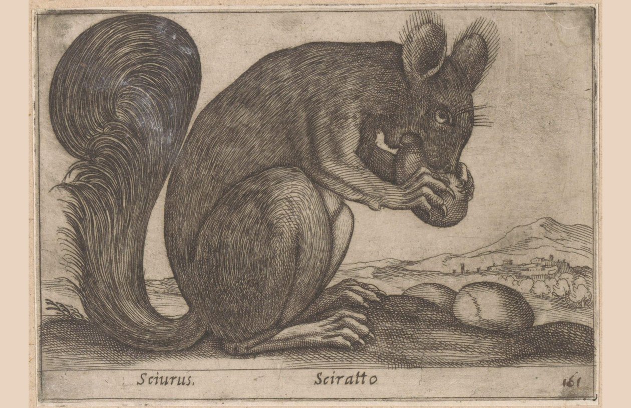 Ekhorn Sciurus/ Sciratto (titel på objekt) Dieren en fabelwezens (serietitel) Nytt nyfiket litet djur i världen (serietitel) av Antonio Tempesta