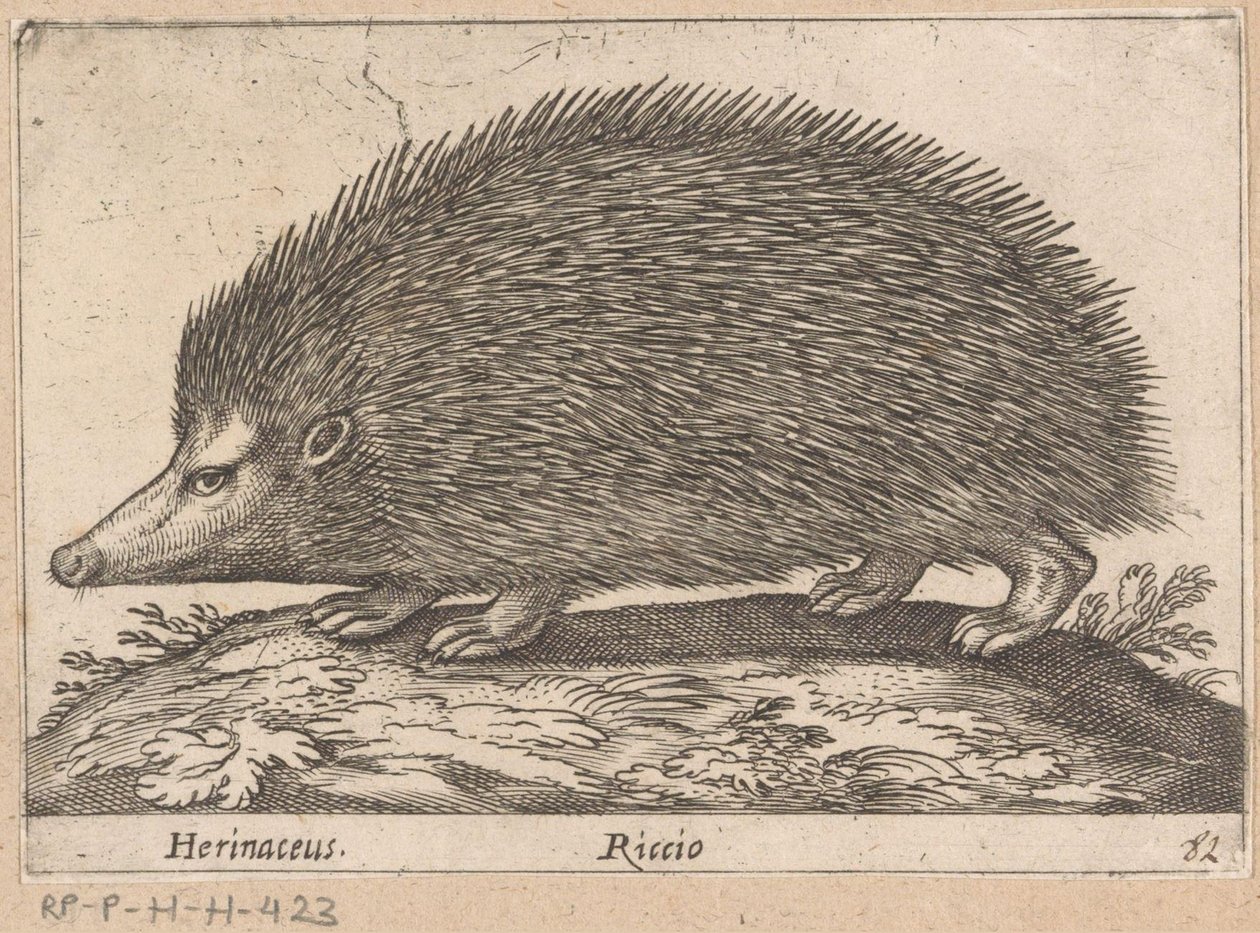 egel Herinaceus/ Riccio (titel på objekt) Dieren en fabelwezens (serietitel) Nova raccolta de li animali piu curiosi del mondo (serietitel) av Antonio Tempesta