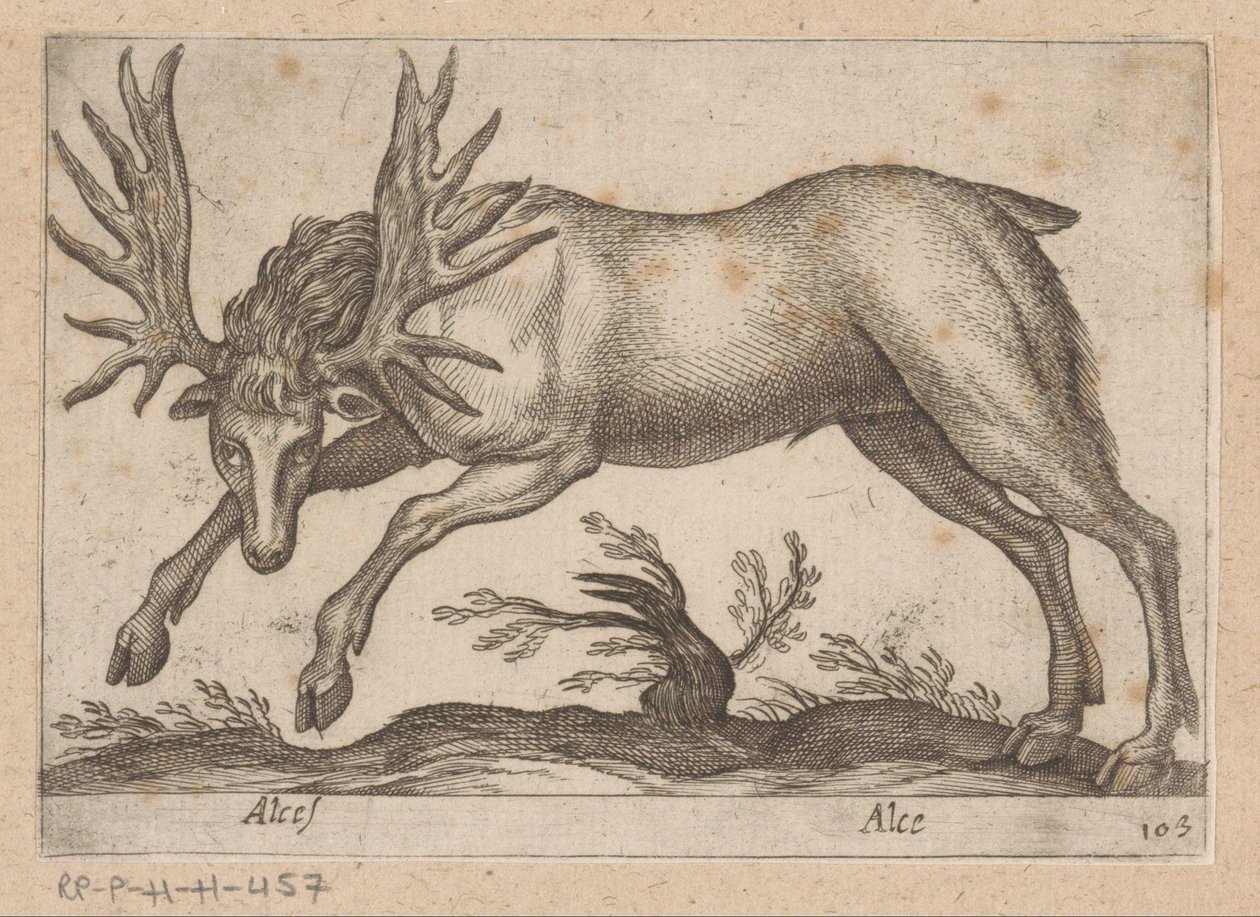 Eland Älg/ Älg (titel på objekt) Dieren en fablewezens (serietitel) Ny samling av världens mest nyfikna djur (serietitel) av Antonio Tempesta