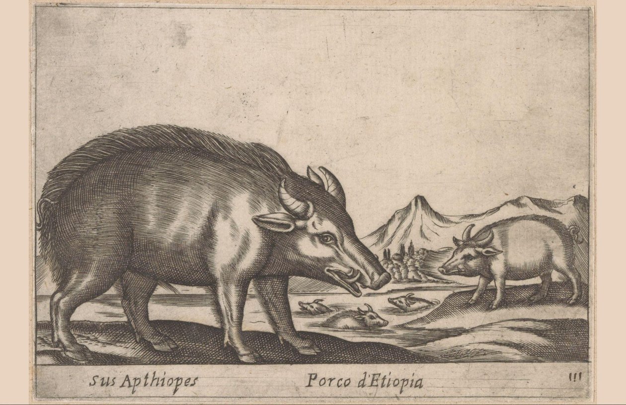 Etiopiska verk His Apthiopes/ Ethiopian Pig (titel på objekt) Dieren en fabelwezens (serietitel) Nytt nyfiket litet djur i världen (serietitel) av Antonio Tempesta