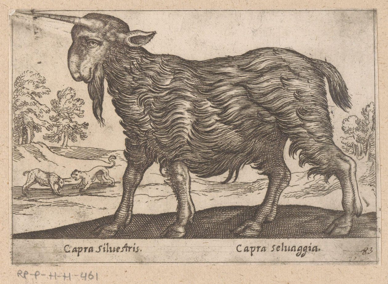 Get med ett horn Capra Silvestris/ Capra Selvaggia (titel på objekt) Dieren en fablewezens (serietitel) Ny samling av världens mest nyfikna djur (serietitel) av Antonio Tempesta