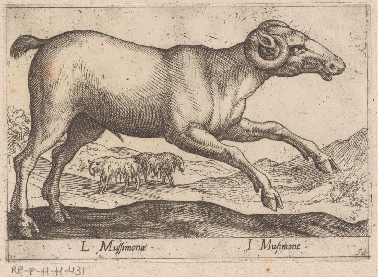 getaktig L Mussimonae/ I Musimone (titel på objekt) Dieren en fablewezens (serietitel) Ny samling av världens mest nyfikna djur (serietitel) av Antonio Tempesta
