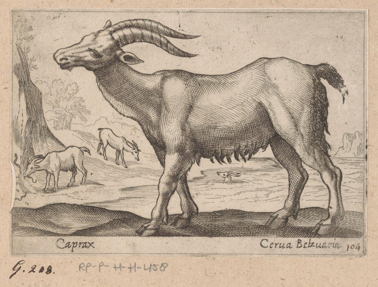 Ädelsten Caprax/ Cerua Belzuaria (titel på objekt) Dieren en fablewezens (serietitel) Ny samling av världens mest nyfikna djur (serietitel) av Antonio Tempesta