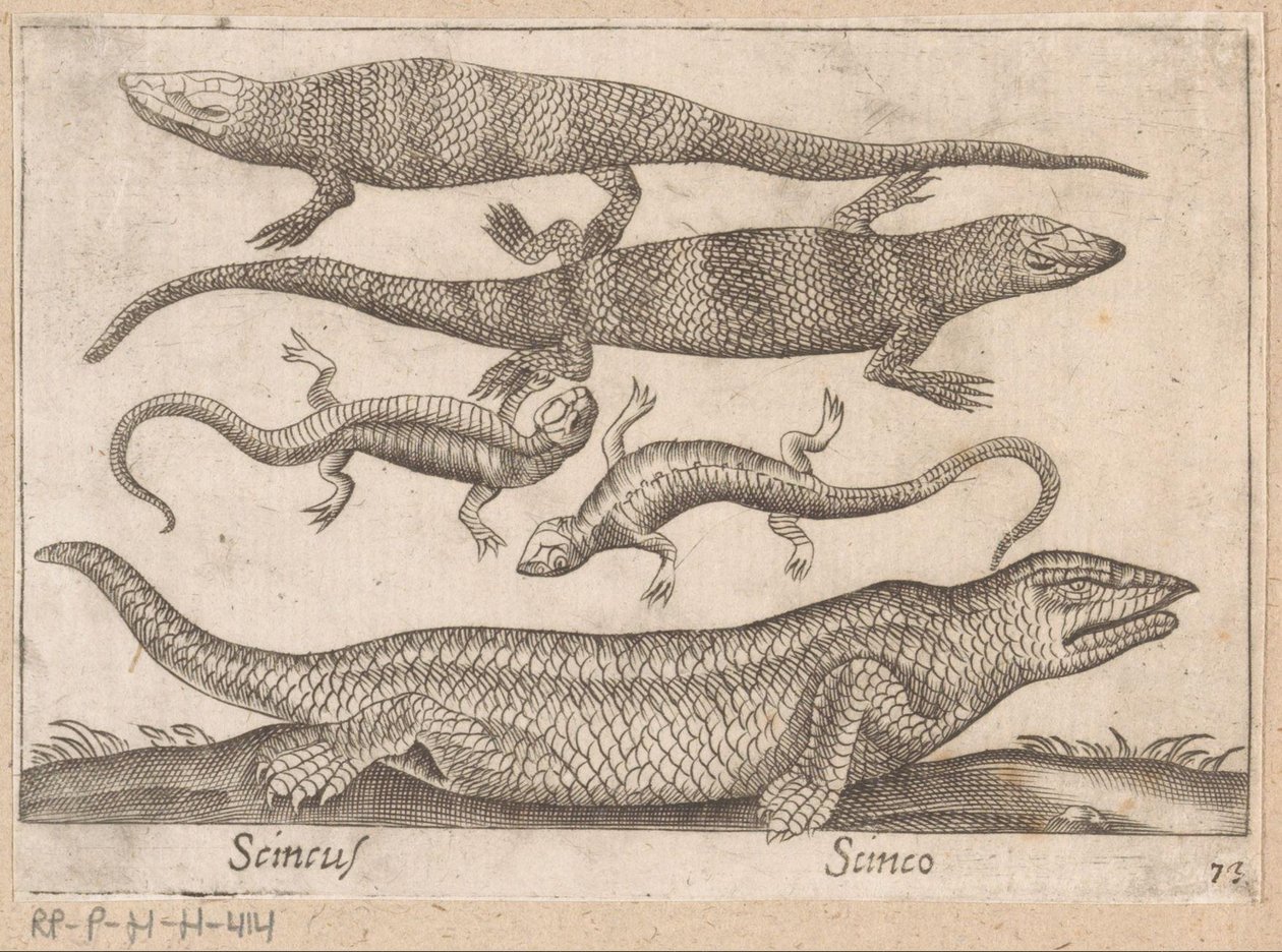 Hagedissen Skincus (titel på objekt) Dieren en fablewezens (serietitel) Nova raccolta de li animali piu curiosi del mondo (serietitel) av Antonio Tempesta