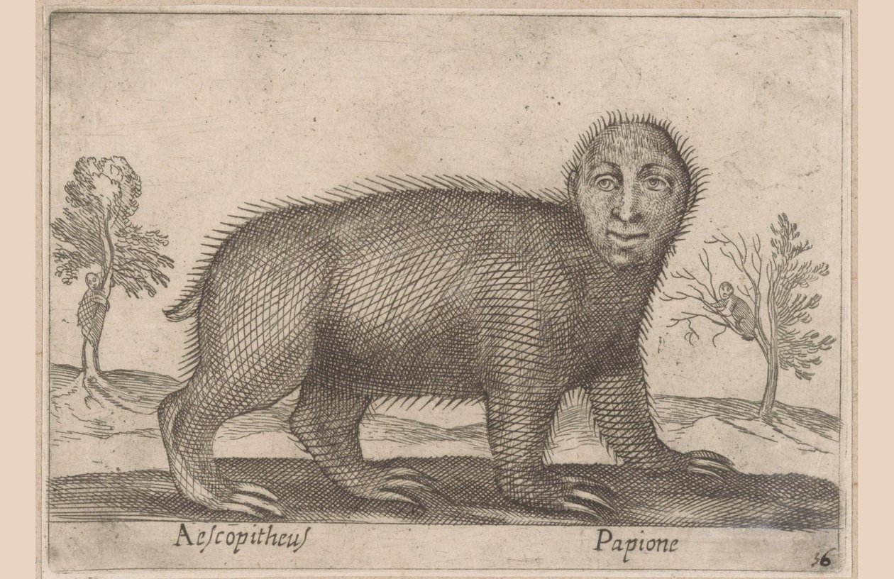 Lättja Aescopitheus/ Papione (titel på objekt) Djur och mytiska varelser (serietitel) Nova raccolta de li animali piu curiosi del mondo (serietitel) av Antonio Tempesta