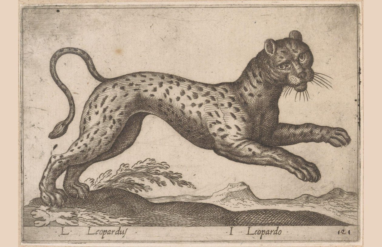 Leopard L Leopardus/ I Leopardo (titel på objekt) Dieren en fablewezens (serietitel) Ny samling av världens mest nyfikna djur (serietitel) av Antonio Tempesta