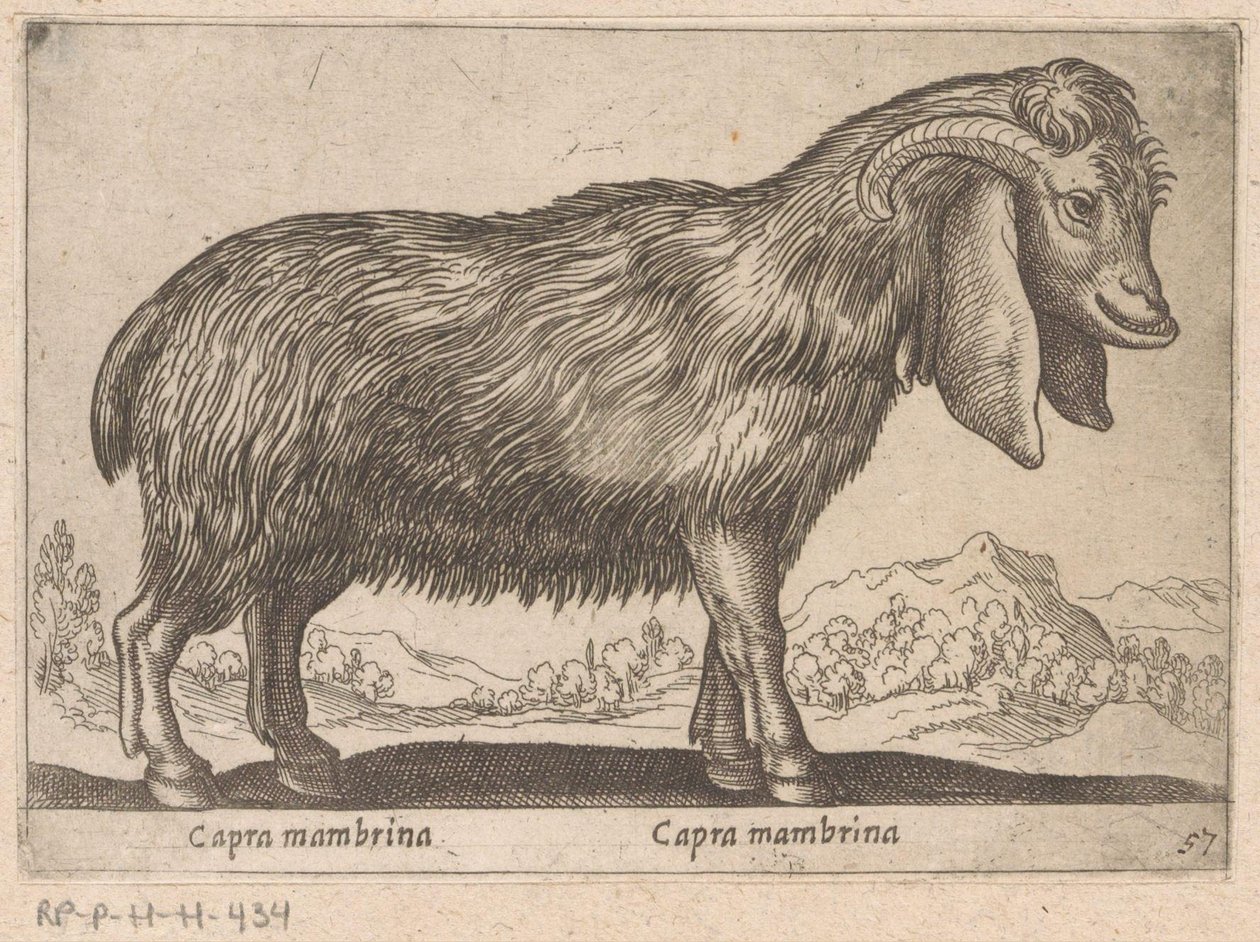 Membrina geit Capra mambrina/ Capra mambrina (titel på objekt) Dieren en fablewezens (serietitel) Ny samling av världens mest nyfikna djur (serietitel) av Antonio Tempesta