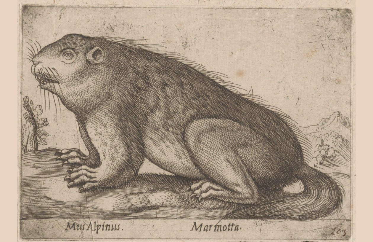Han mumlar Alpine Mouse / Marmotta (titel på objekt) Dieren en fablewezens (serietitel) Nova raccolta de li animali piu curiosi del mondo (serietitel) av Antonio Tempesta