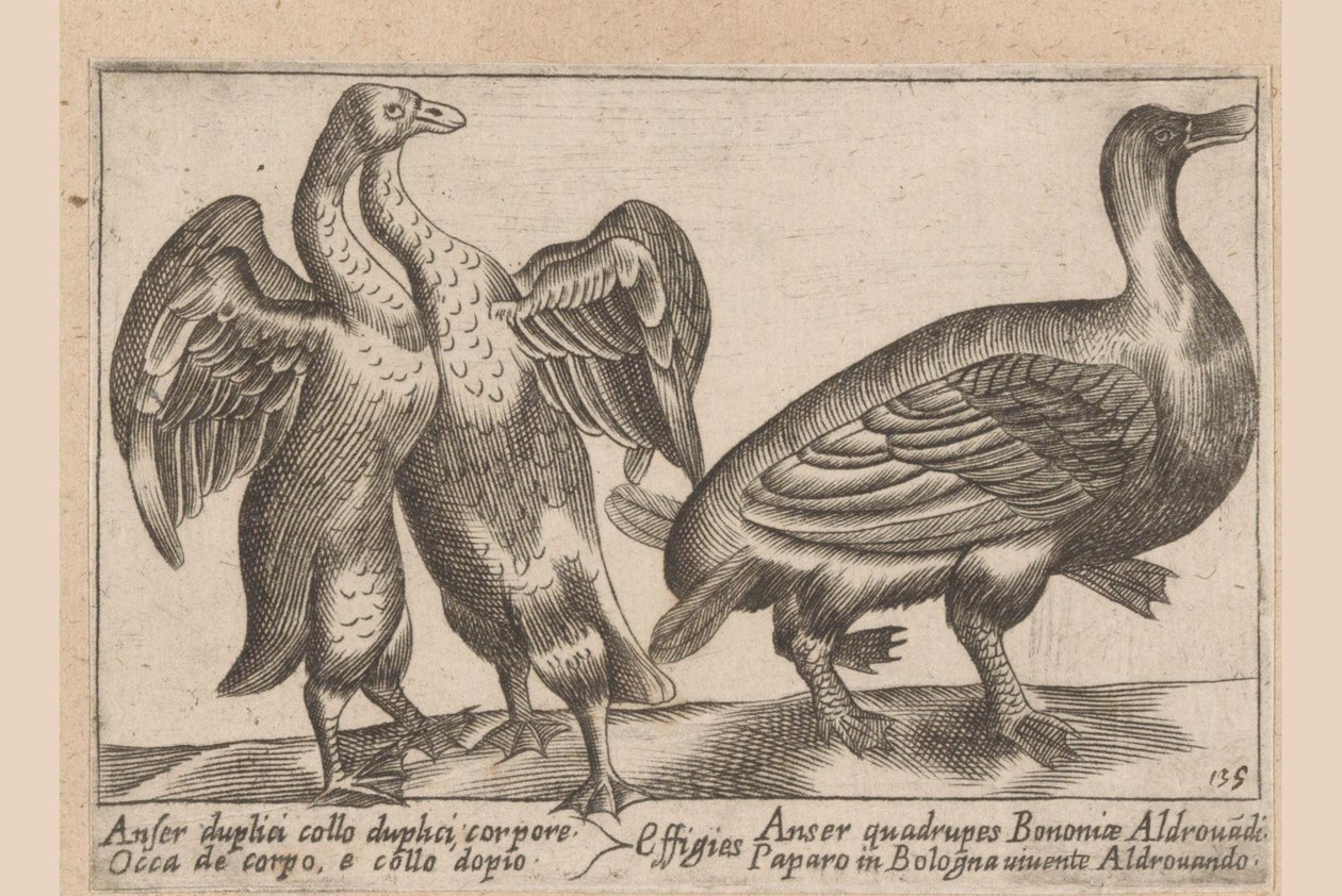 Misvormde ganzen Gås med dubbel hals och dubbel kropp Dieren en fablewezens (serietitel) En ny samling av li animali sid av Antonio Tempesta